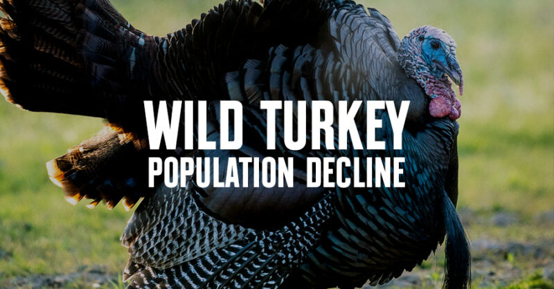 Turkeys For Tomorrow - Wild Turkey Population Decline