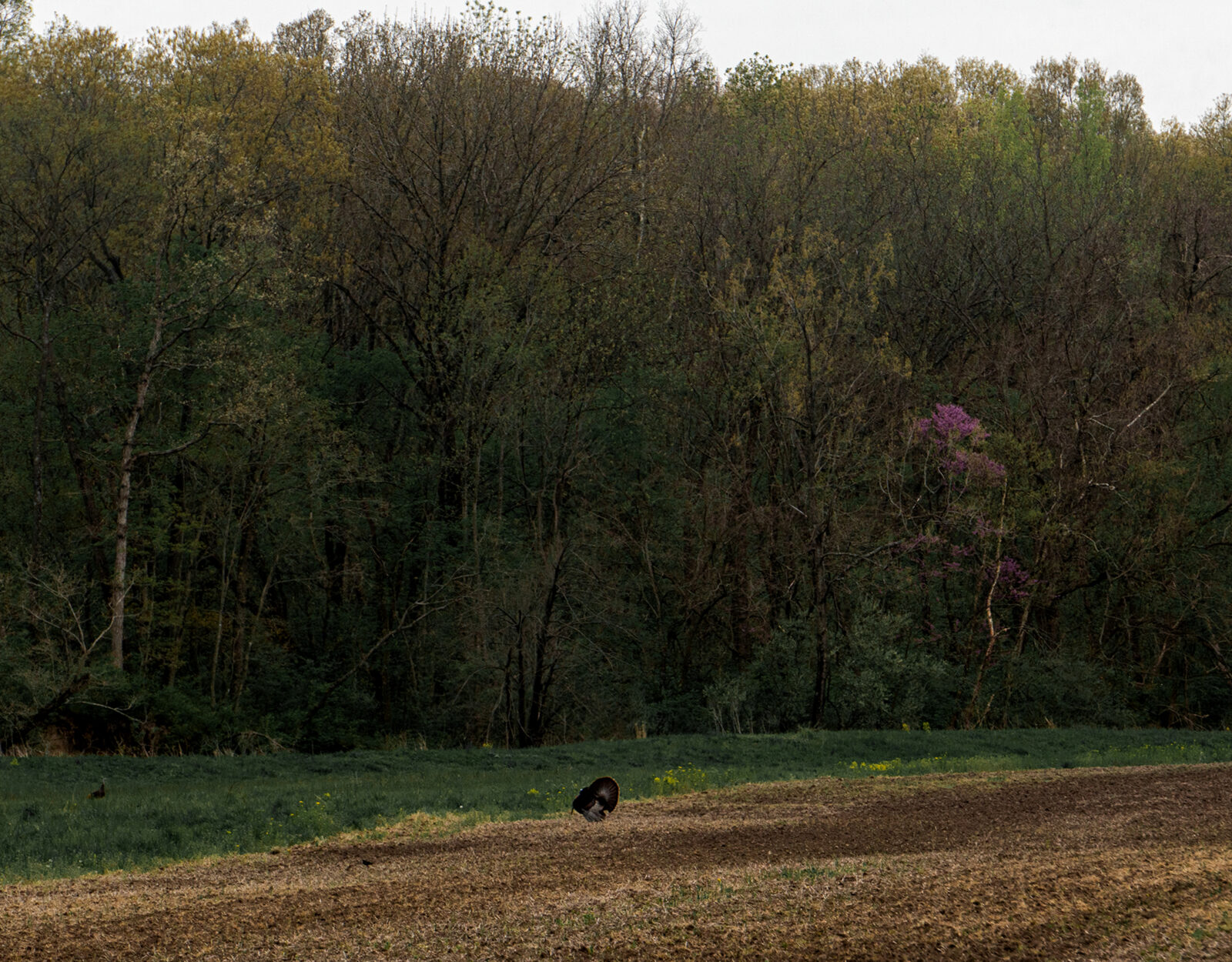 eastern wild turkey in a clearing 