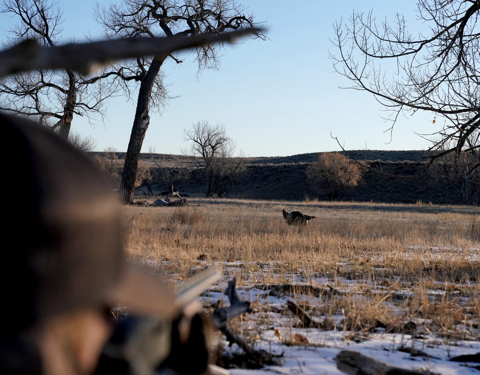 Hunting the Merriam's Wild Turkey onX Hunt