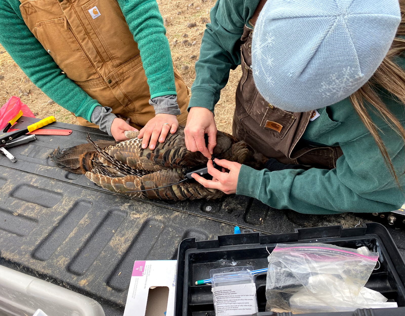 Turkeys For Tomorrow researchers putting a band on a captured turkey. 