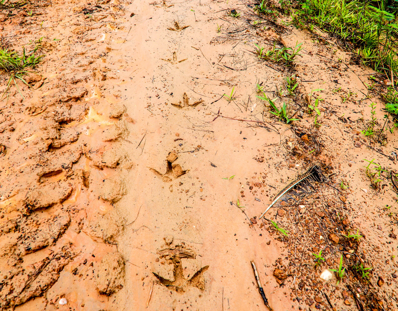 Tracking an eastern wild turkey 