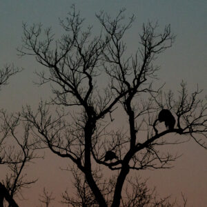 Chapter 6: Hunt Scenarios