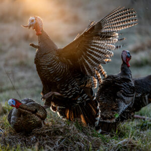 Chapter 7: Turkey Behavior