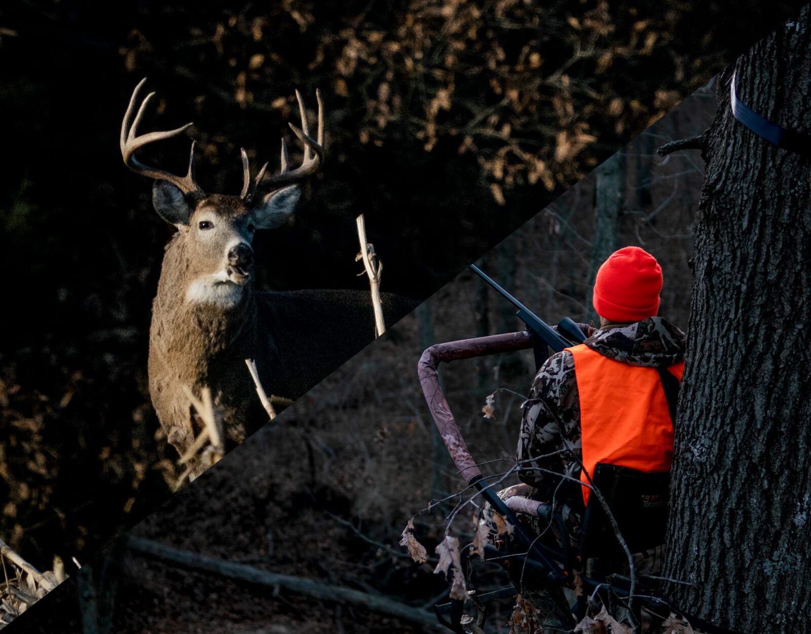 a buck in the trees with a hunter in a treestand wearing hunters orange 