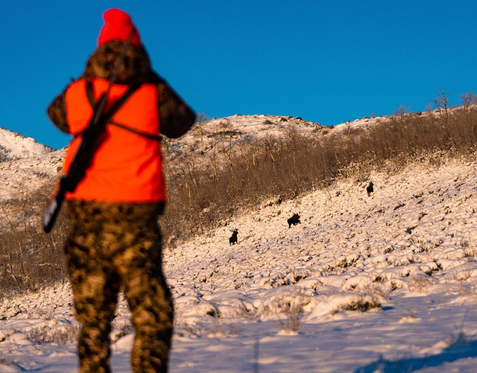 A person in a hunters orange vest hunting on a snowy hillside 
