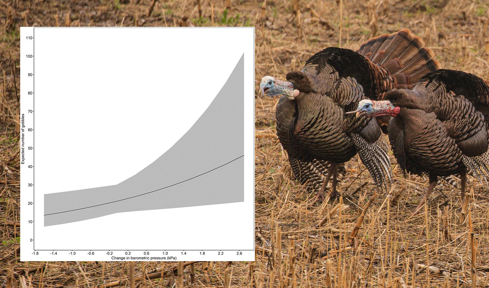 An image of 2 turkeys and a graph of number of gobbles on the y axis and change in barometric pressure on the x. The data set has an upward trajectory