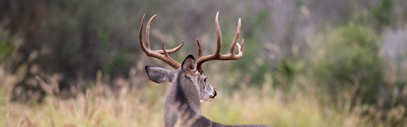 A whitetail buck faces away from the camera.