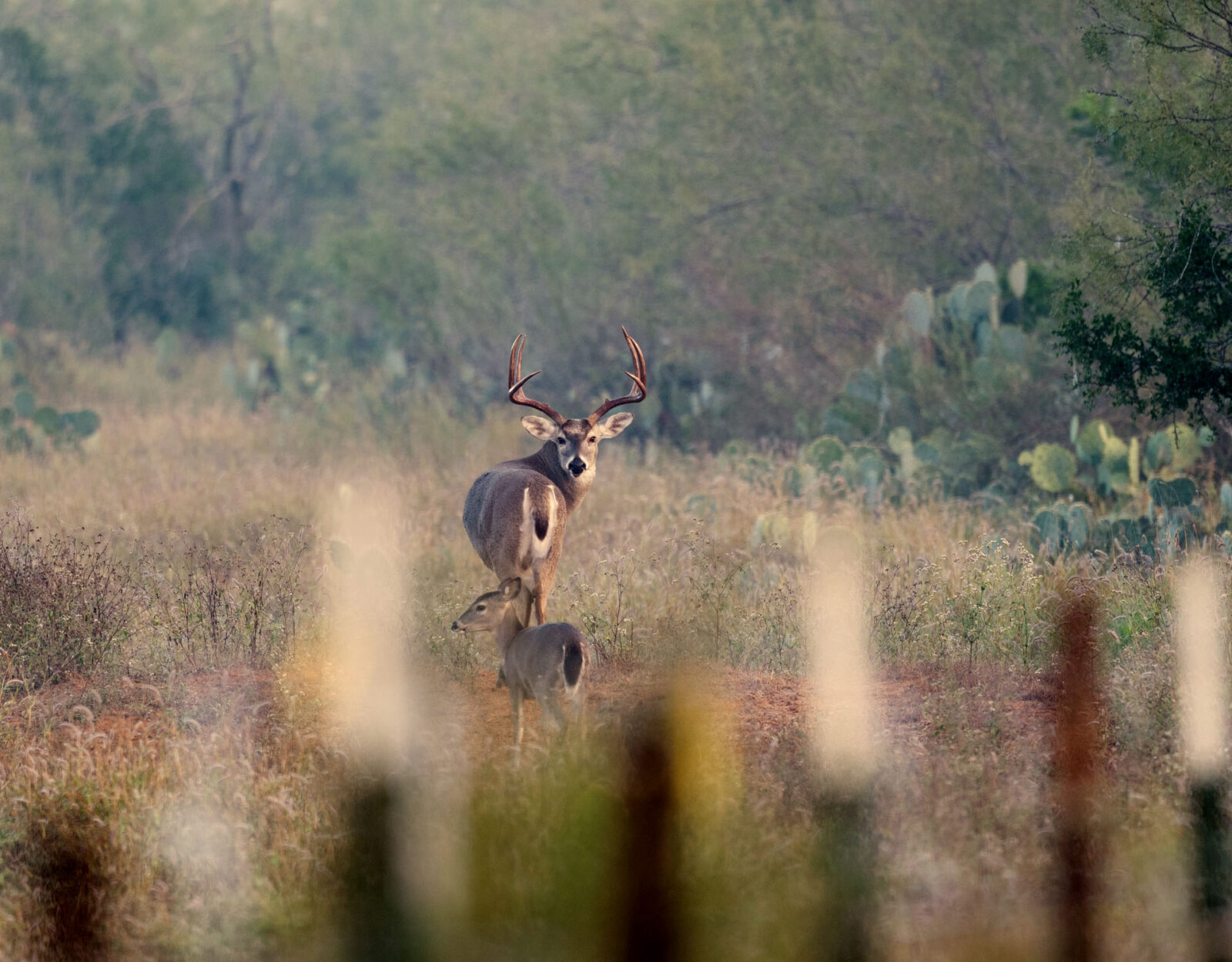 Two deer, a buck and fawn, in a field in Texas
