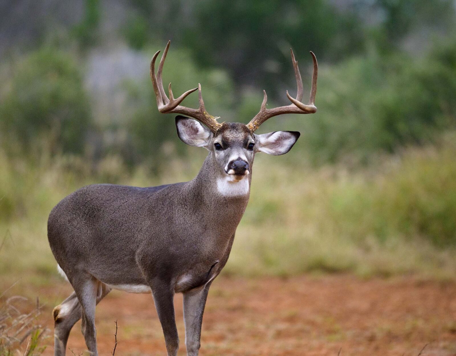 A face on image of a whitetail deer buck.