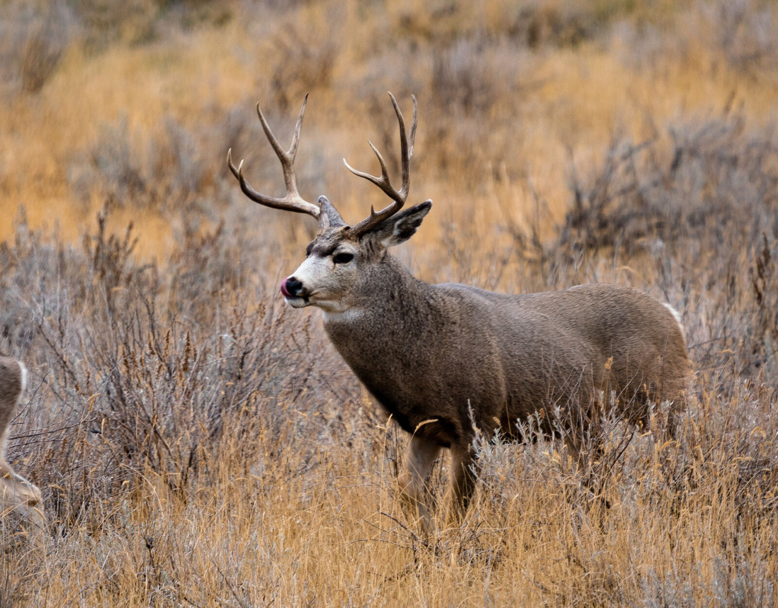 A mule deer buck in the brush 
