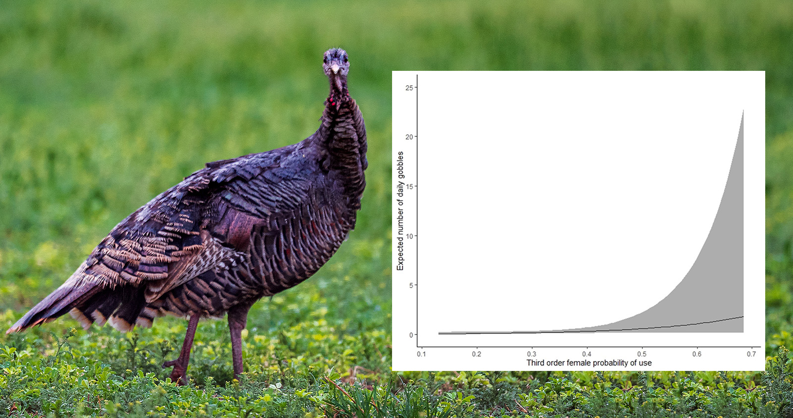 An image of a turkey with a graph on the image showing daily gobbles on the y axis and third order female probability of use. There is a steep upward angle 