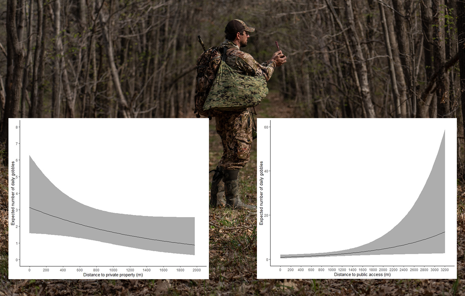 A hunter in a forest with 2 graphs on the image about expected number of daily gobbles, the first data set is distance to private property and the second is distance to public access. The public access graph shows a steep upward trajectory of daily gobbles the further you go from public access.  