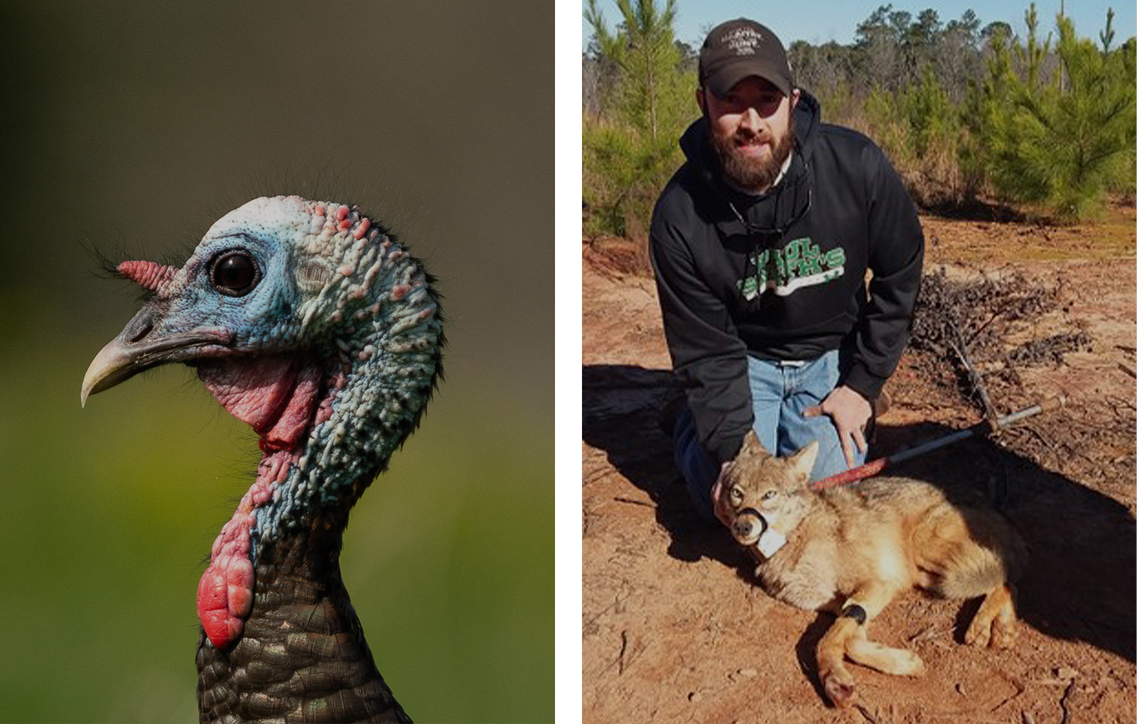 An image of a turkey head on the left and Patrick Wightman with a captured coyote (on right).