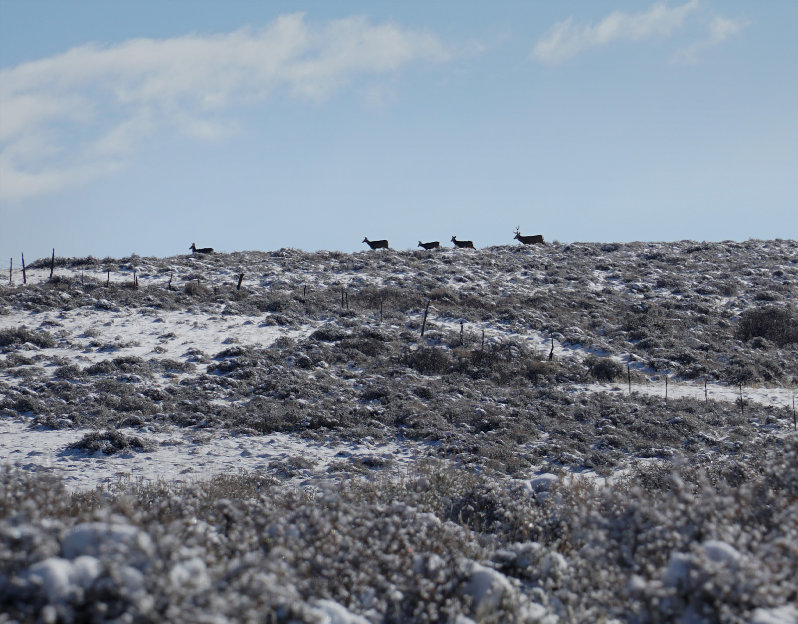 Multiple deer moving across snow covered land