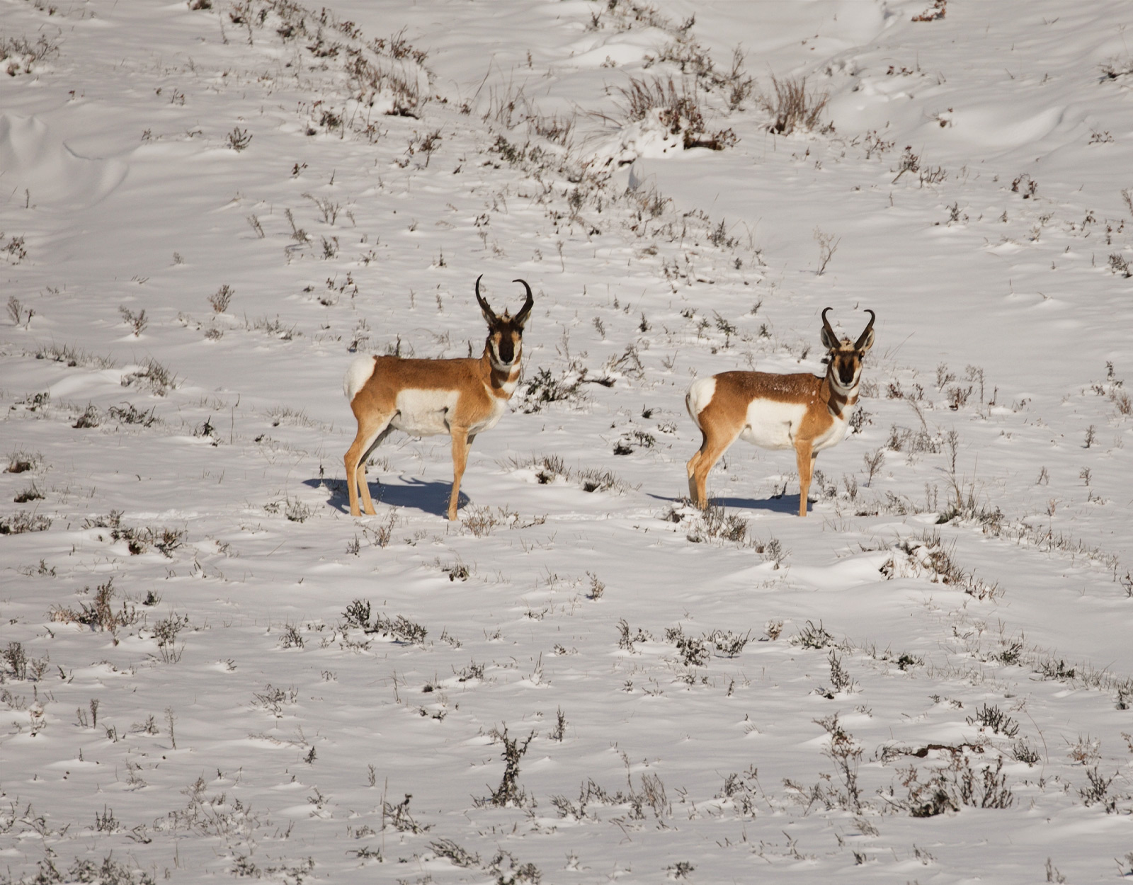 a couple of pronghorn in the middle of a snow covered field. 