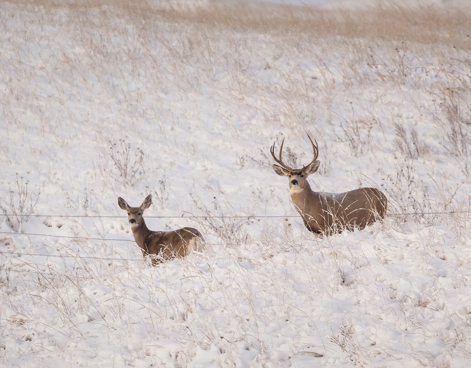Buck and doe in a winter field