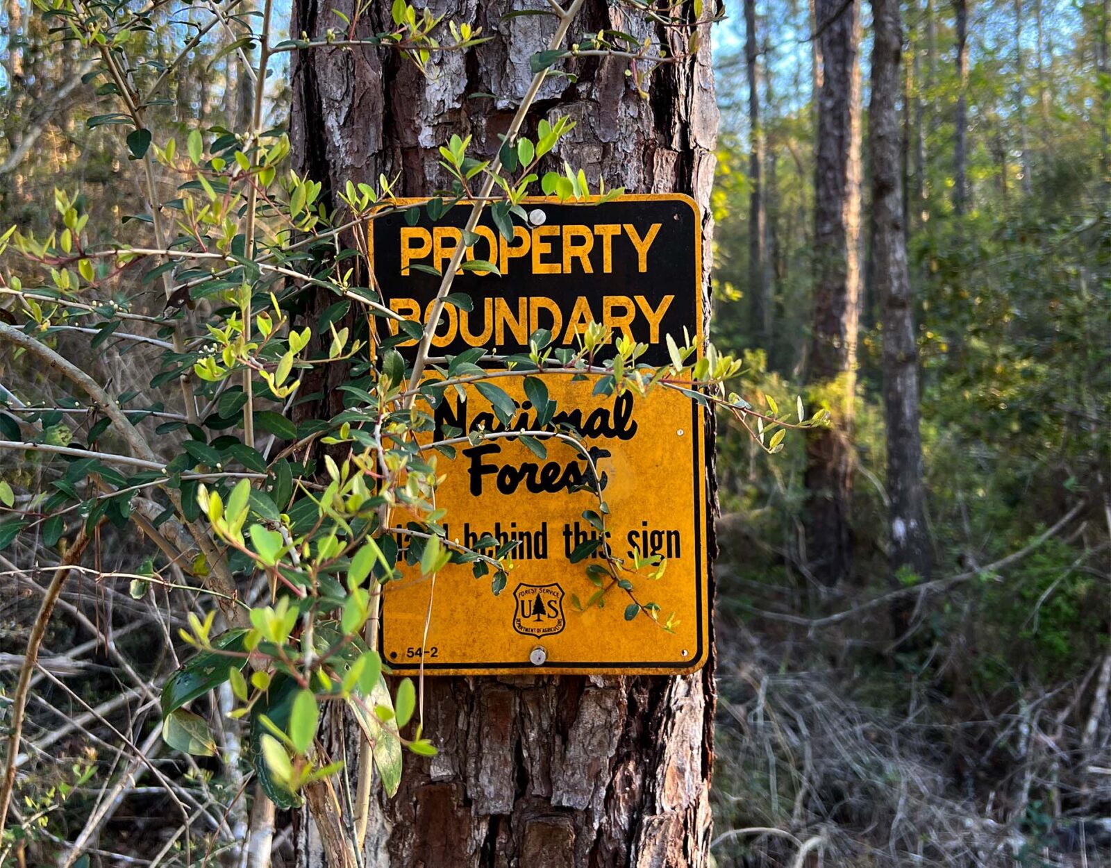 Property boundary sign for the national forest on a tree 