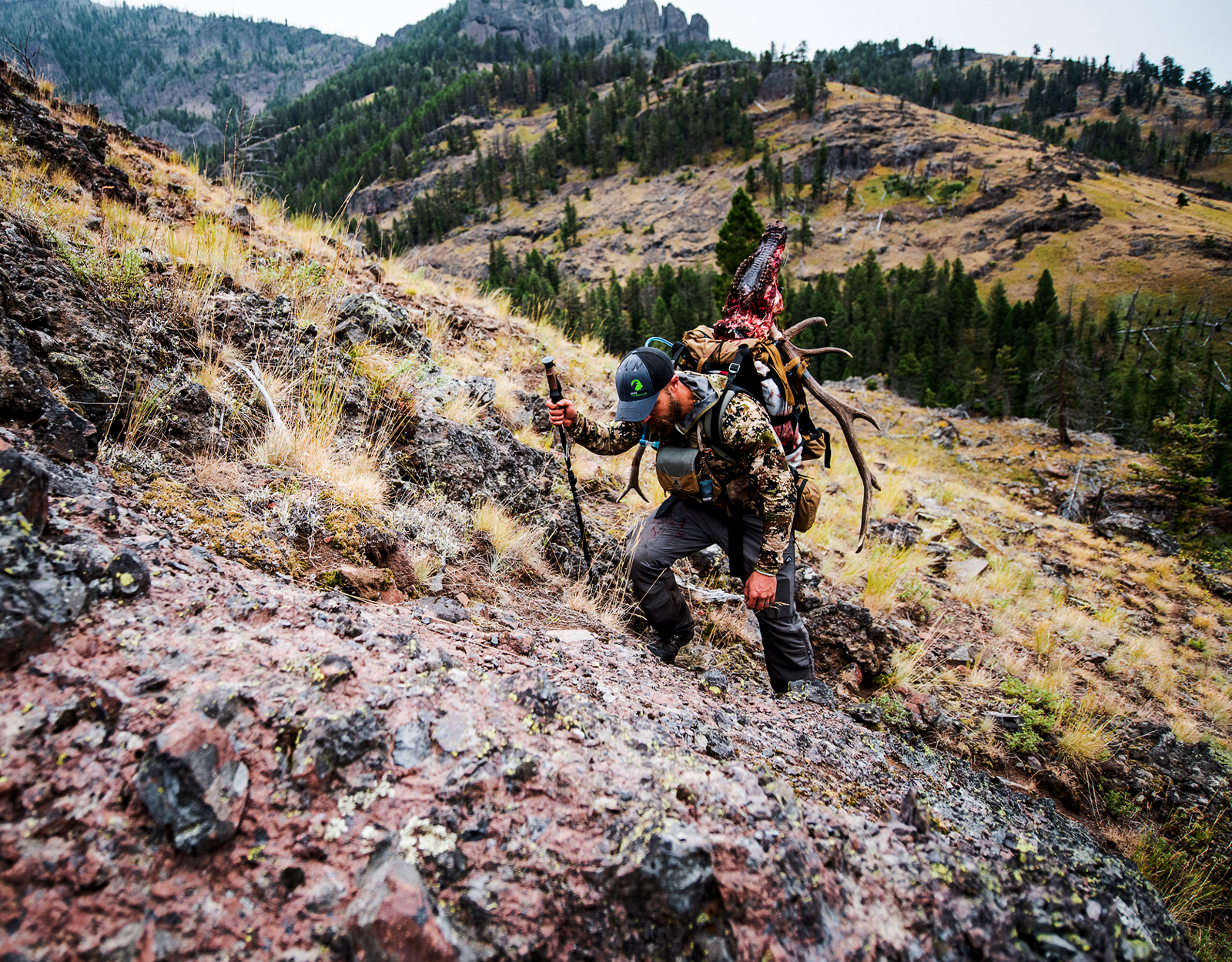 A backcountry hunter packs an elk out of the mountains. 