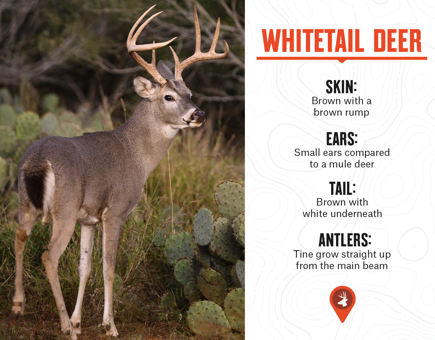 whitetail deer characteristics and what whitetail deer look like vs. mule deer