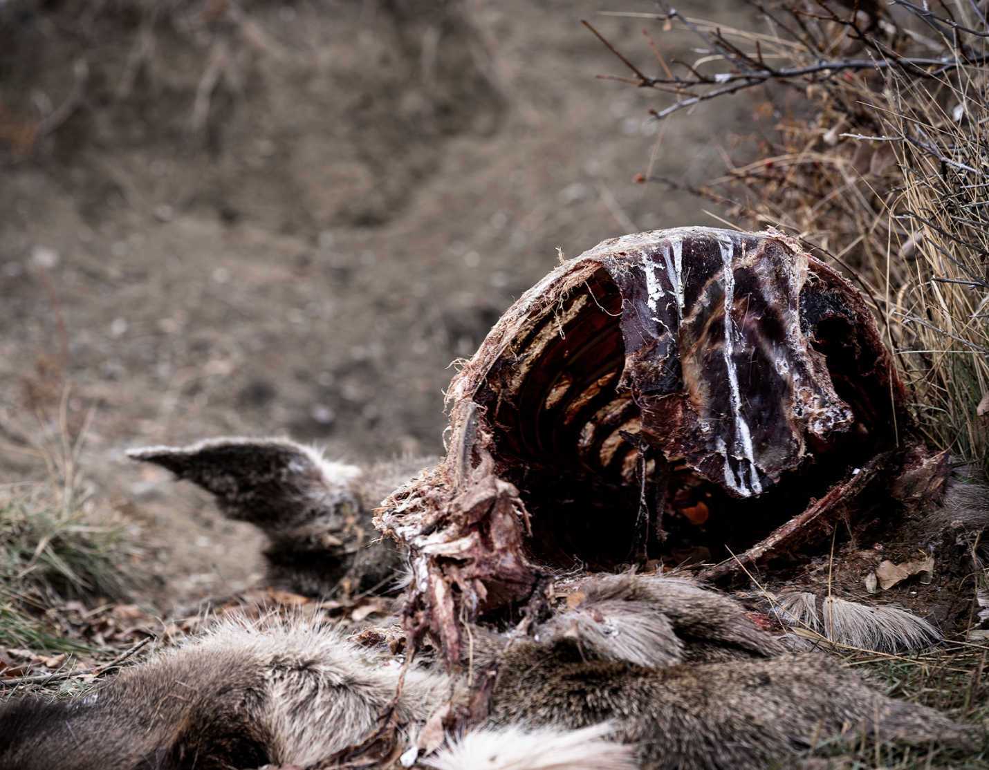 A dead mule deer that had CWD