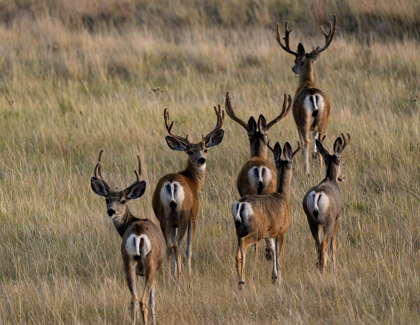 a heard of mule deer walking through a field 