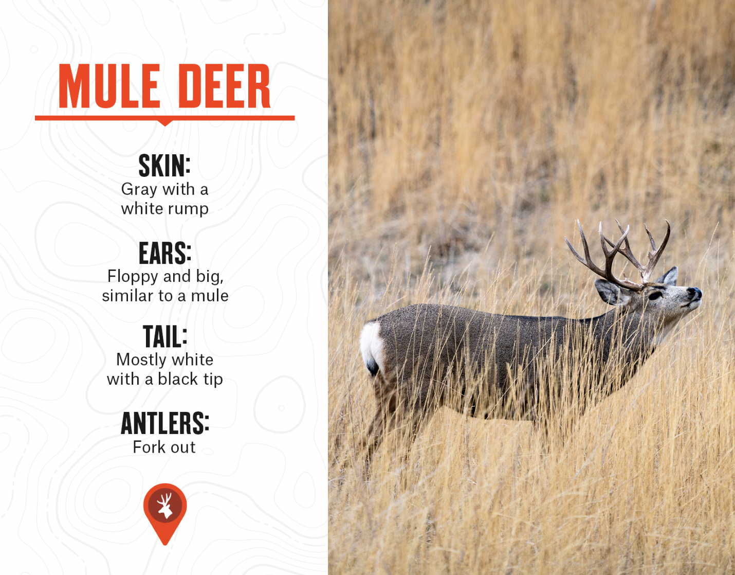 mule deer characteristics and what mule deer look like vs. white tail deer