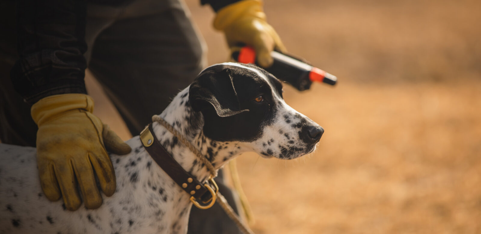 Pointer hunting dog with hunter in the field