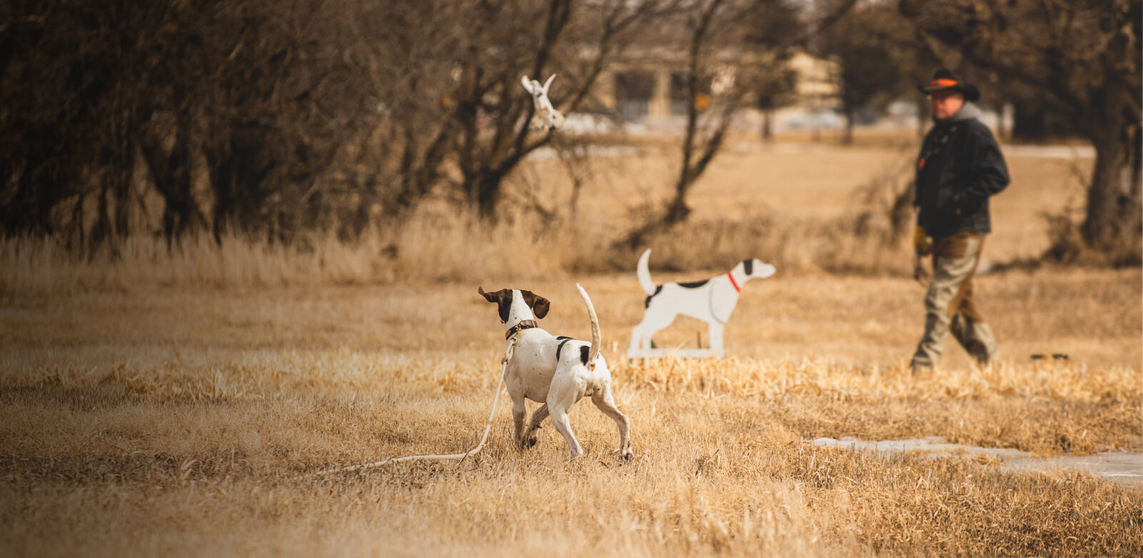 two hunting dogs in the field learning advanced bird work