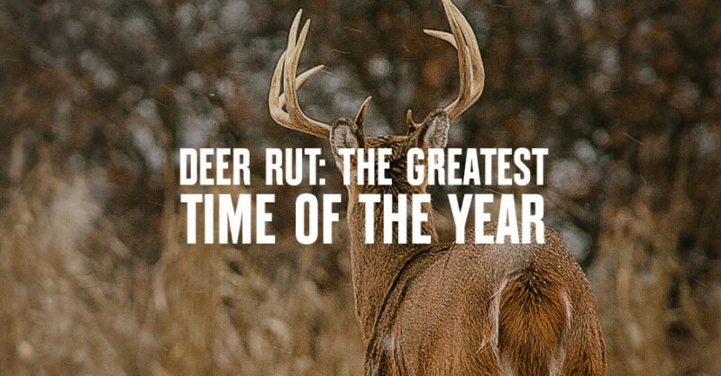 Deer rut and why it is the greatest time of year for hunters in the field