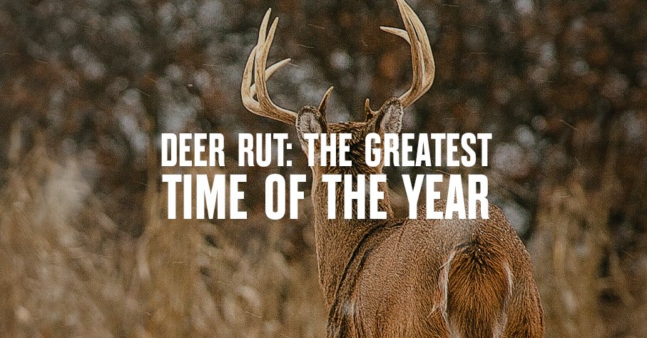 Deer rut and why it is the greatest time of year for hunters in the field