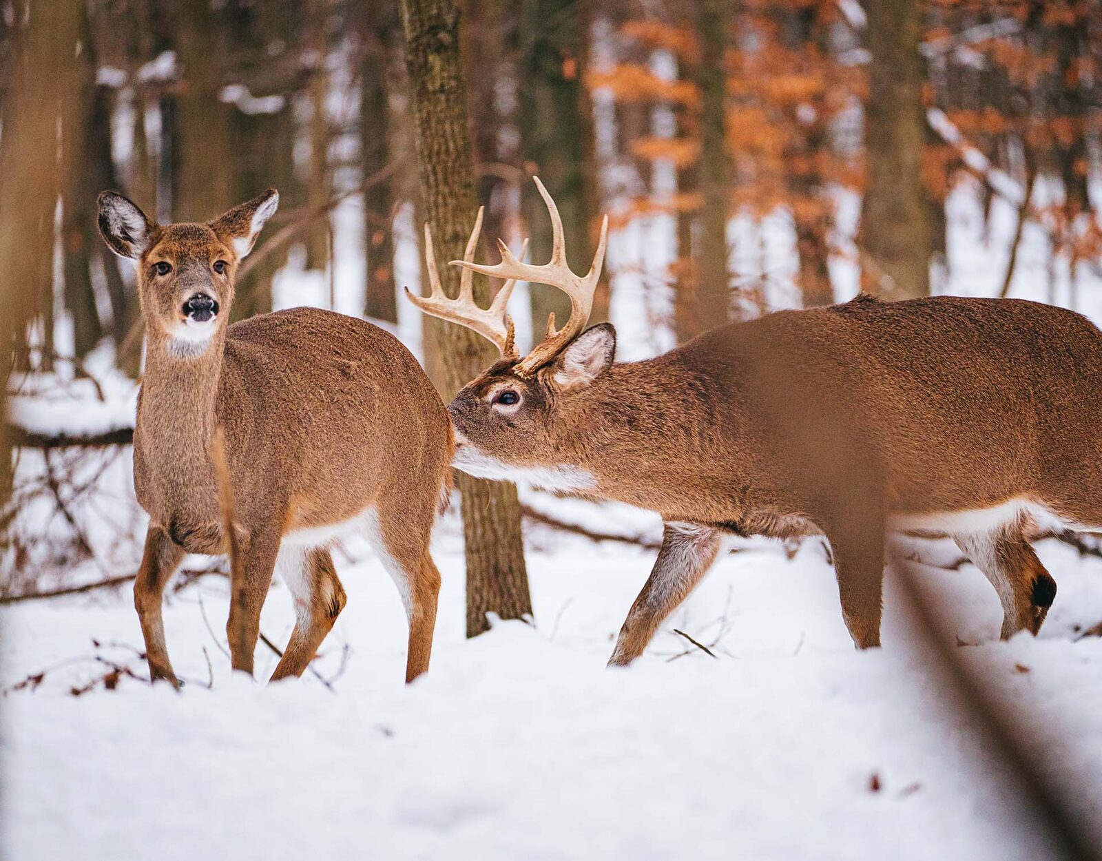 A whitetail buck sniffs a whitetail doe in the snowy woods. 