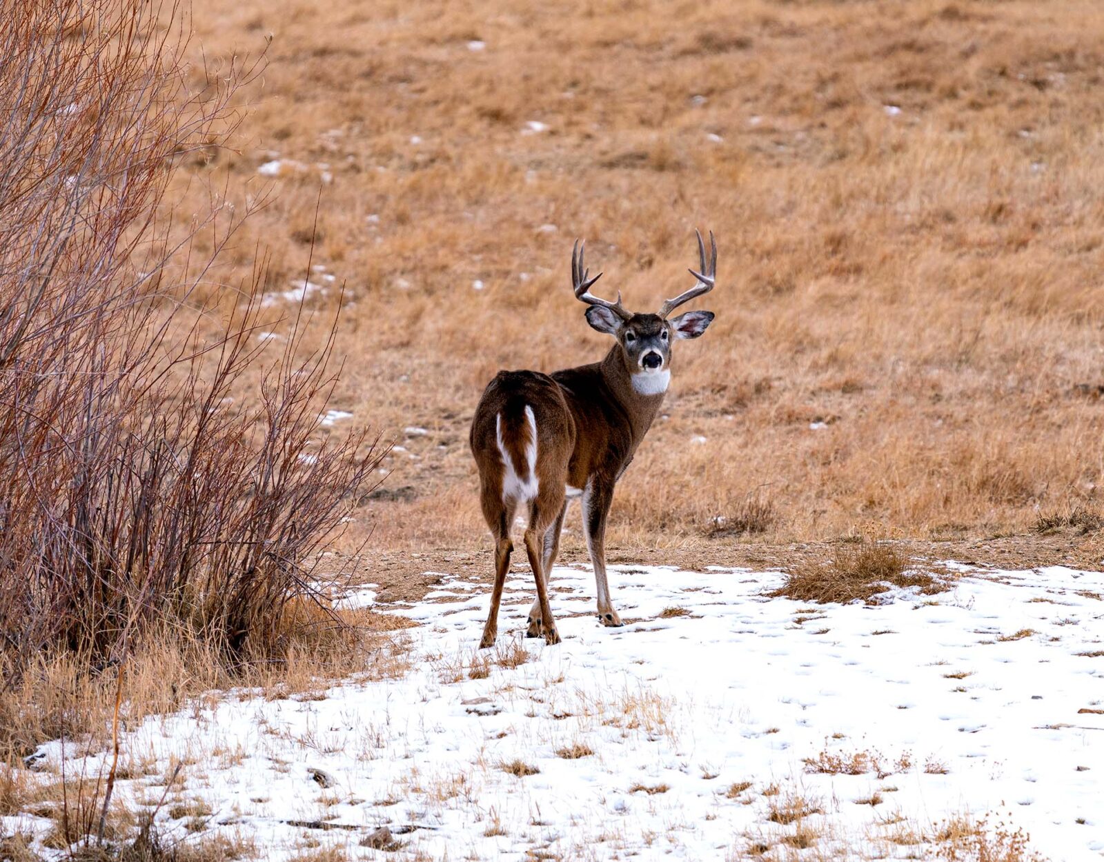 A whitetail buck stands on a patch of snow in a field. 