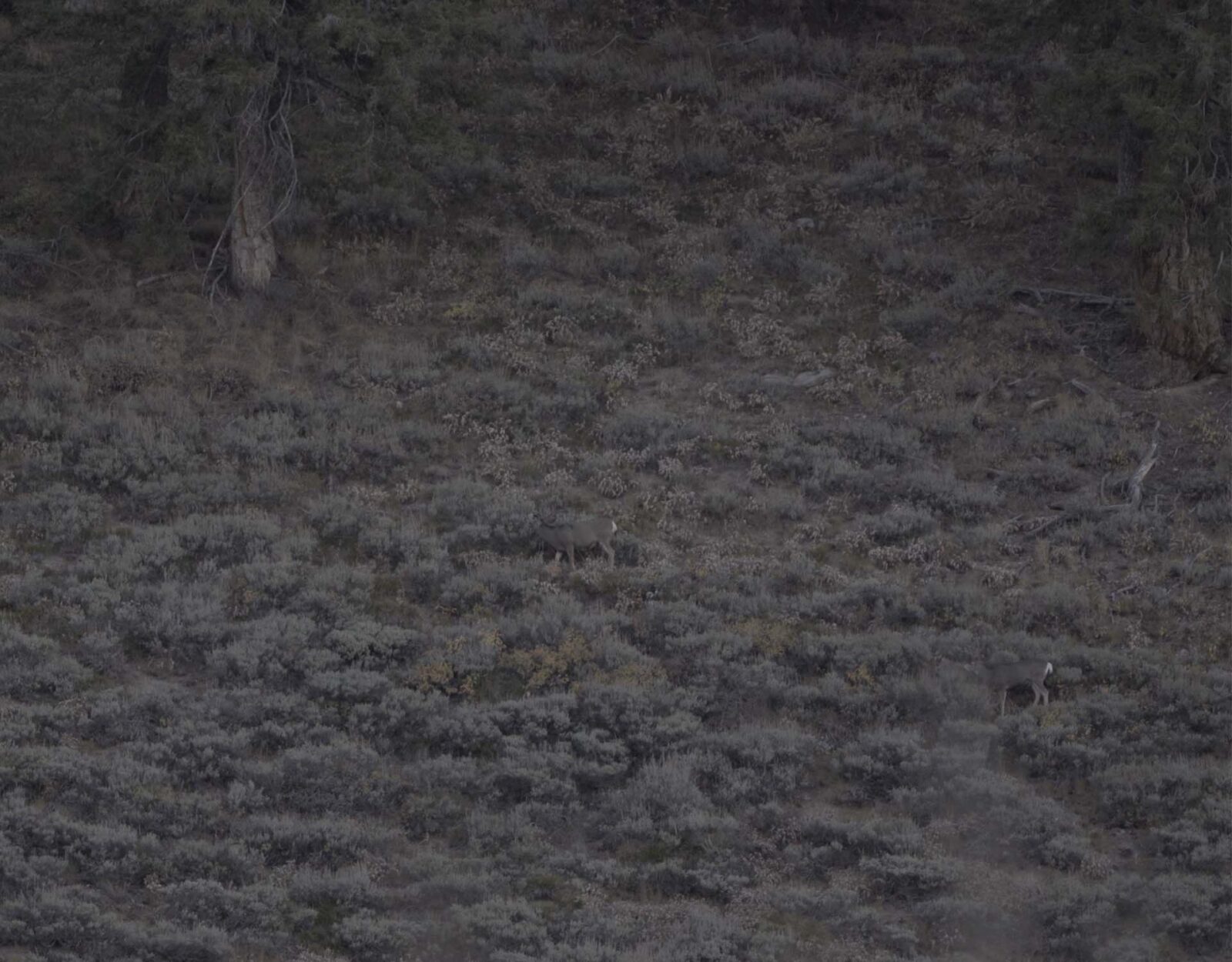 deer camouflaged against a hillside