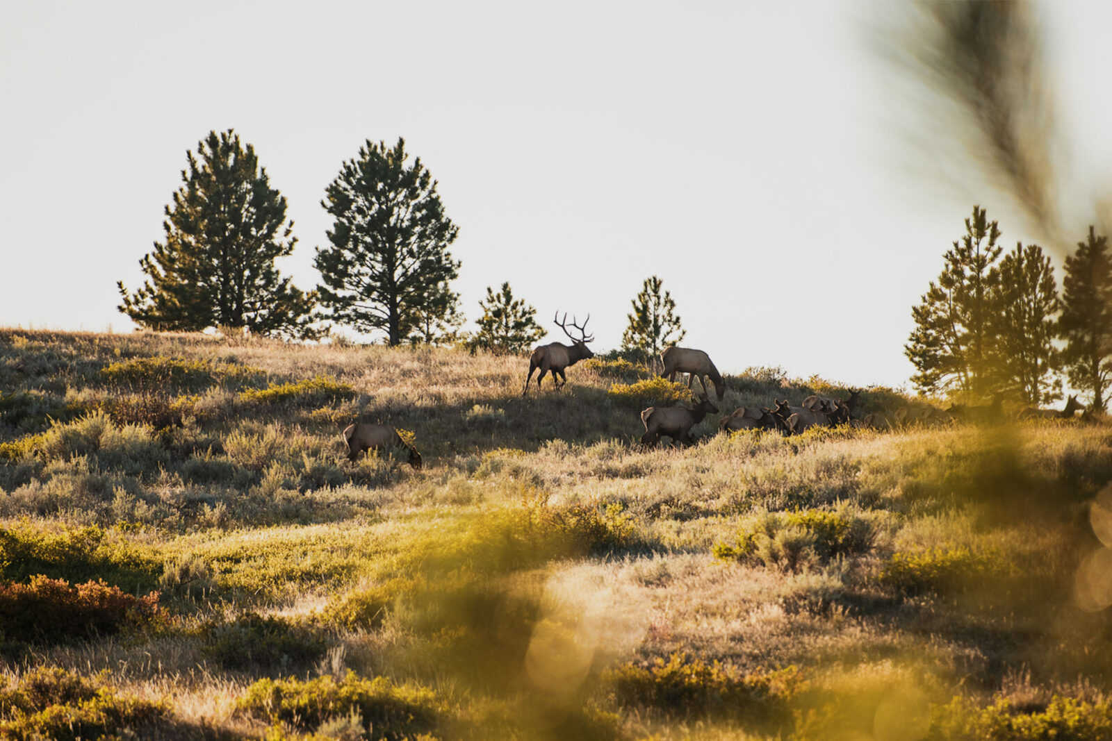 A herd bull elk with his cows in a meadow with a few trees. 