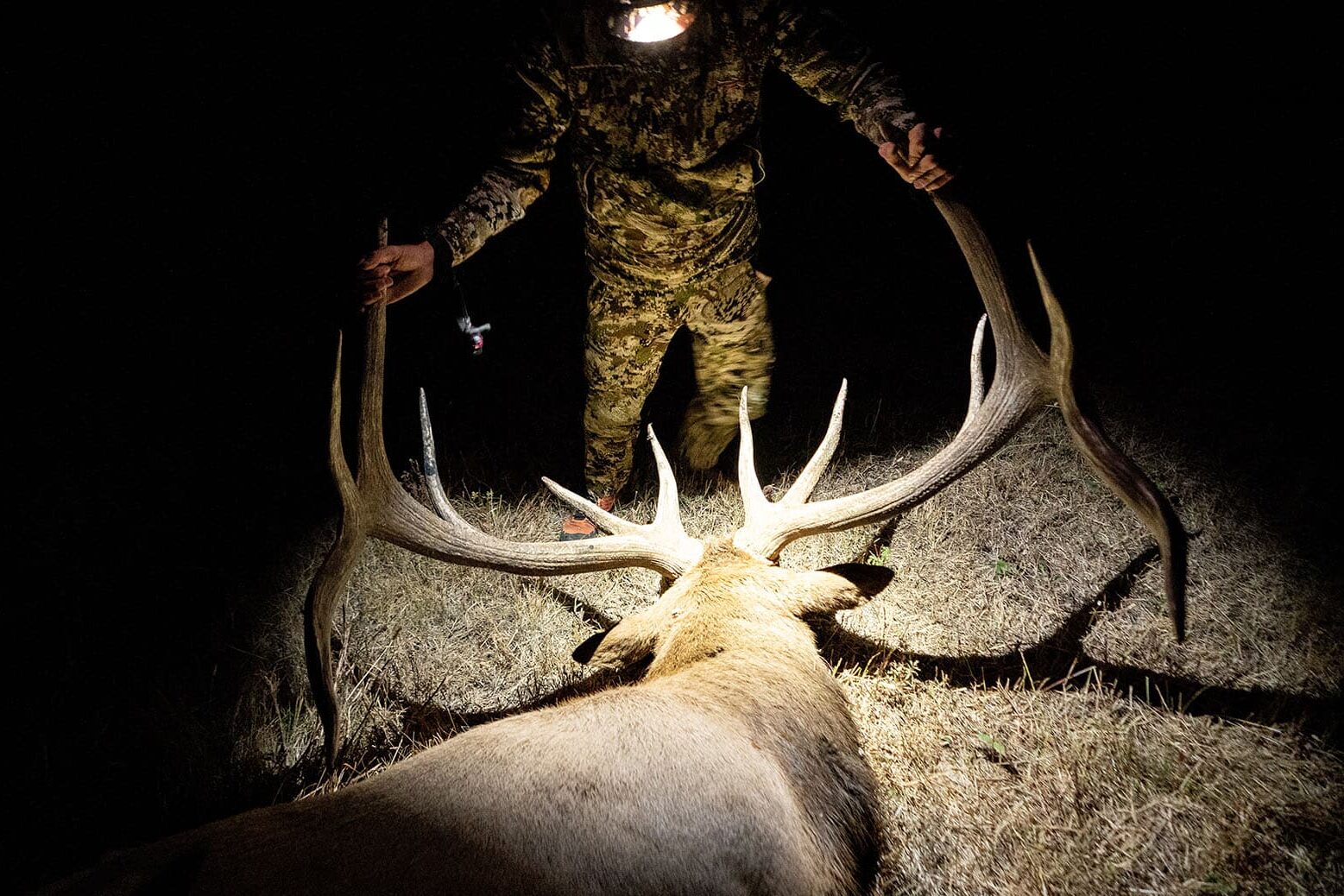 A hunter with a downed bull elk in the dark