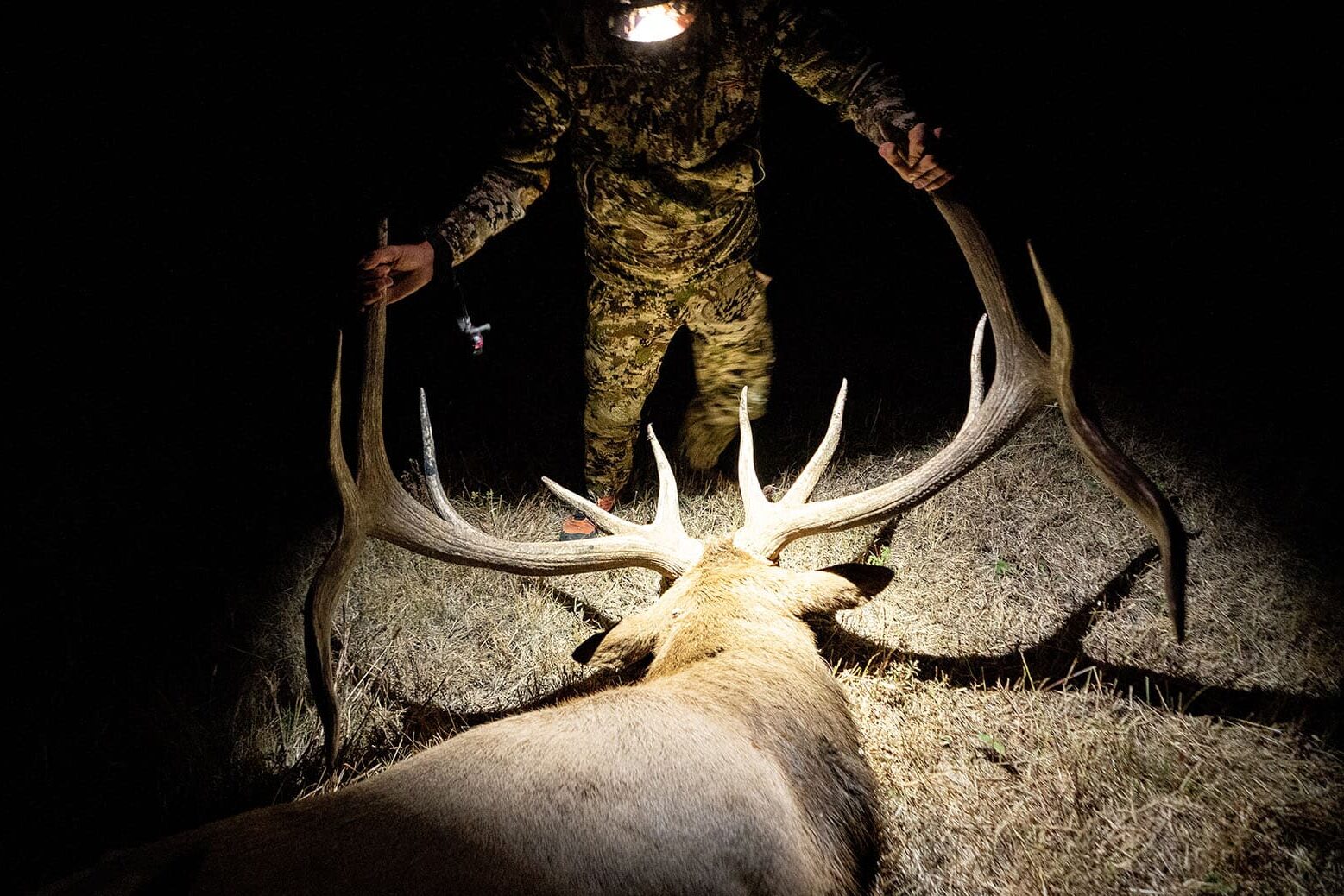 A hunter with a downed bull elk in the dark.