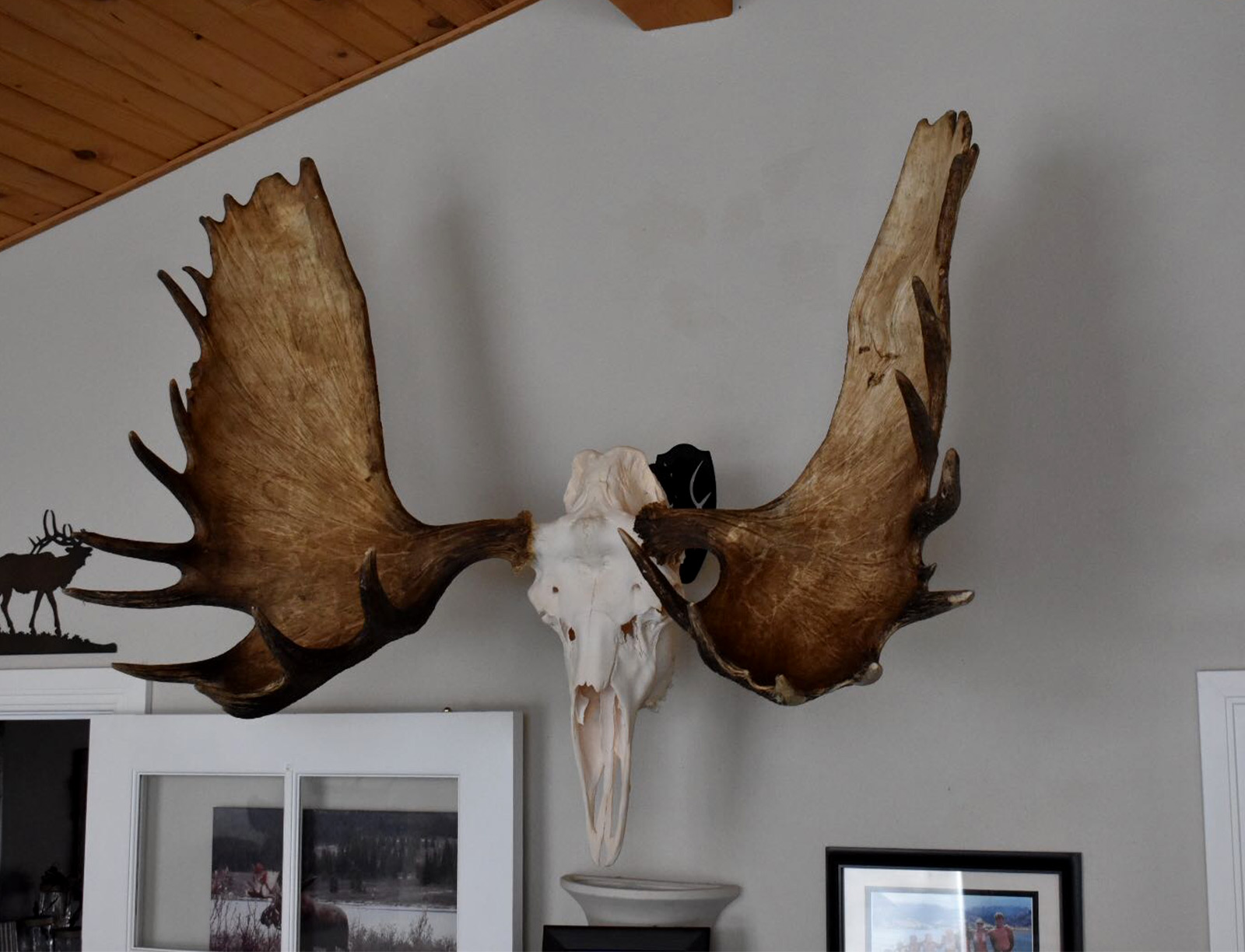 A moose mount on a wall.