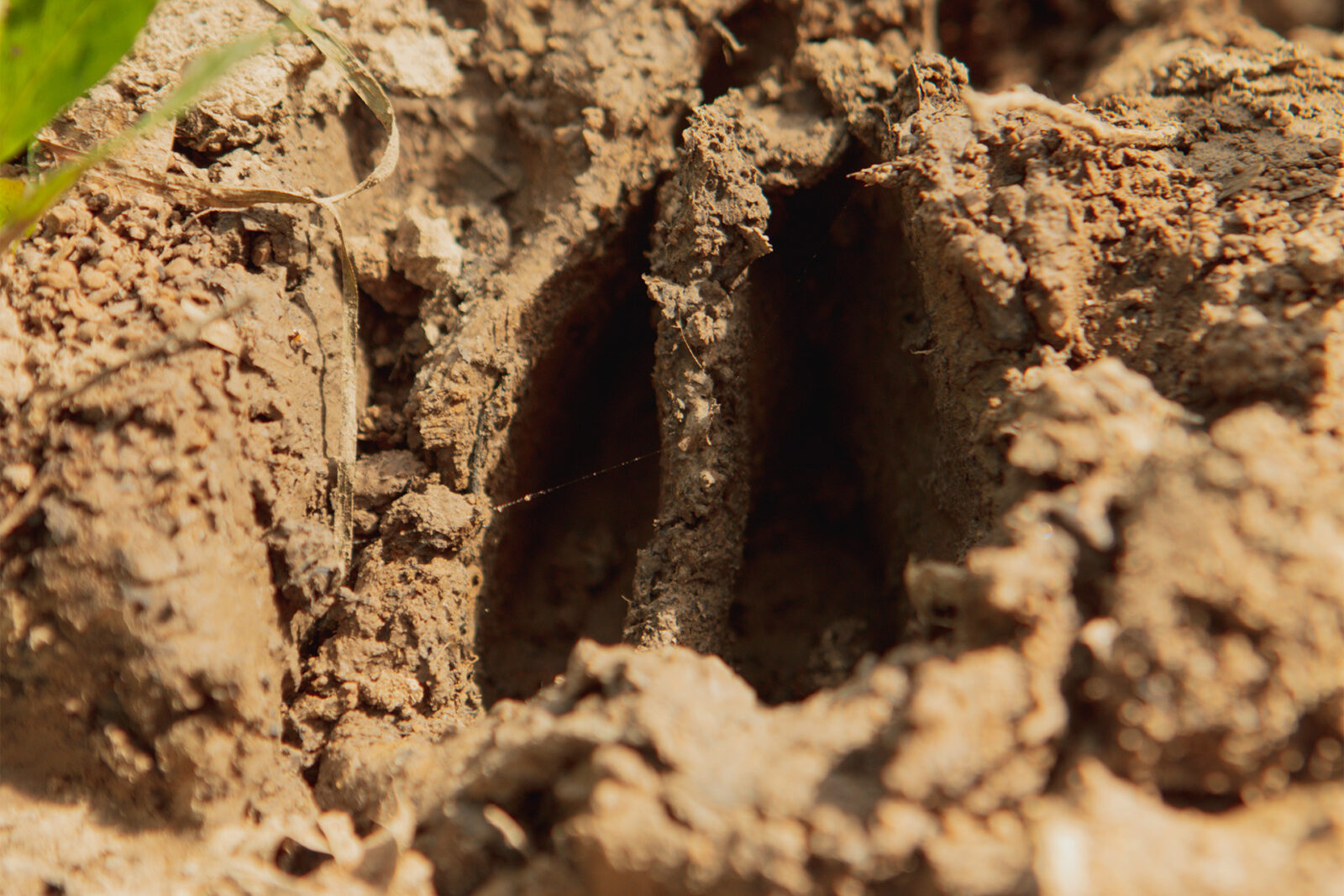 A deep deer track in the mud. 