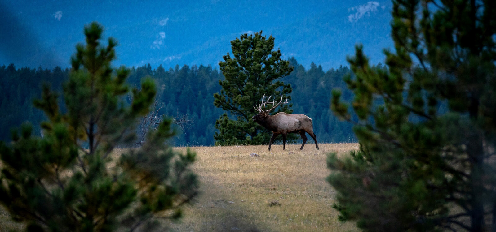 Bull elk in a tree lined opening