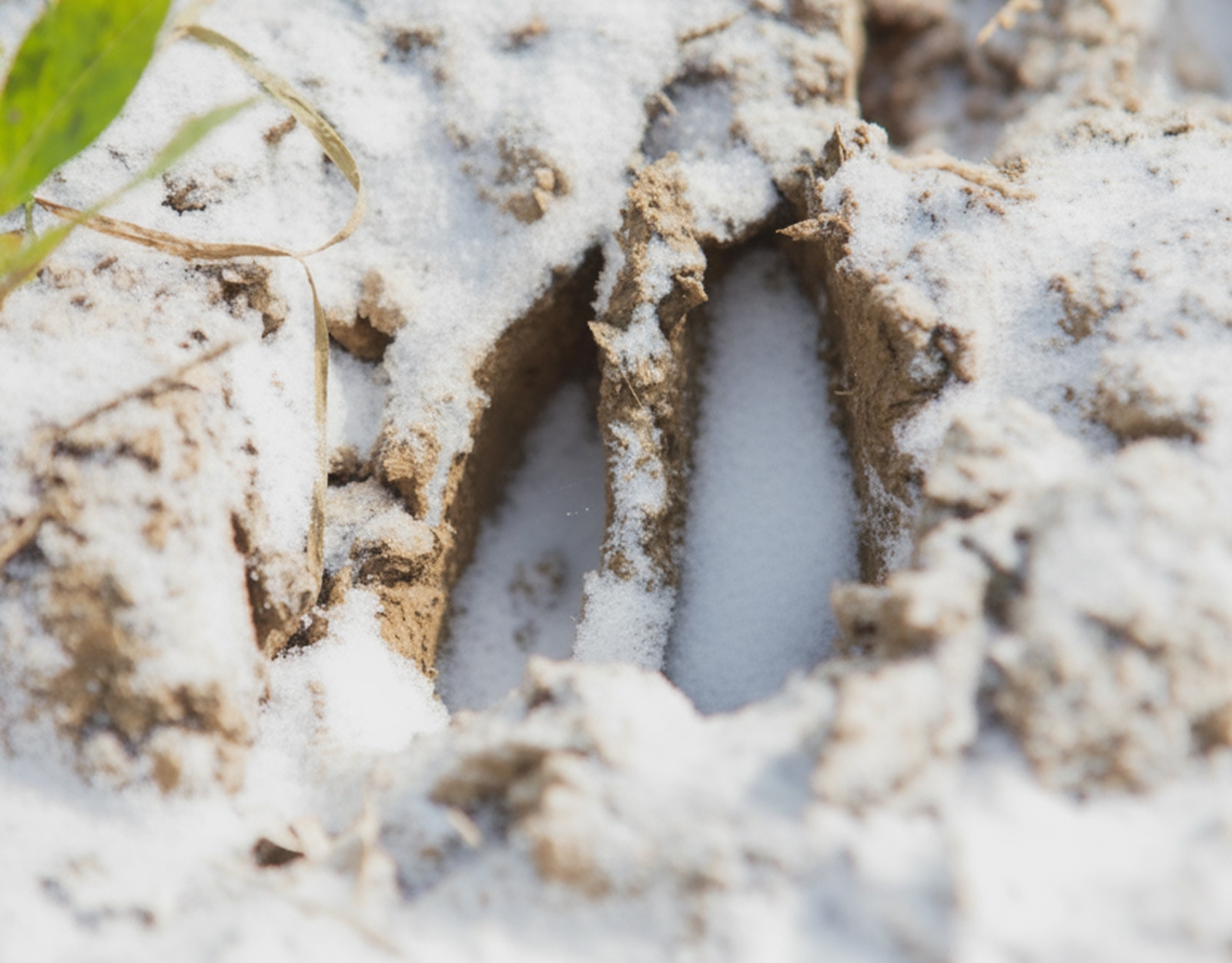 A deep deer track in snow and mud.
