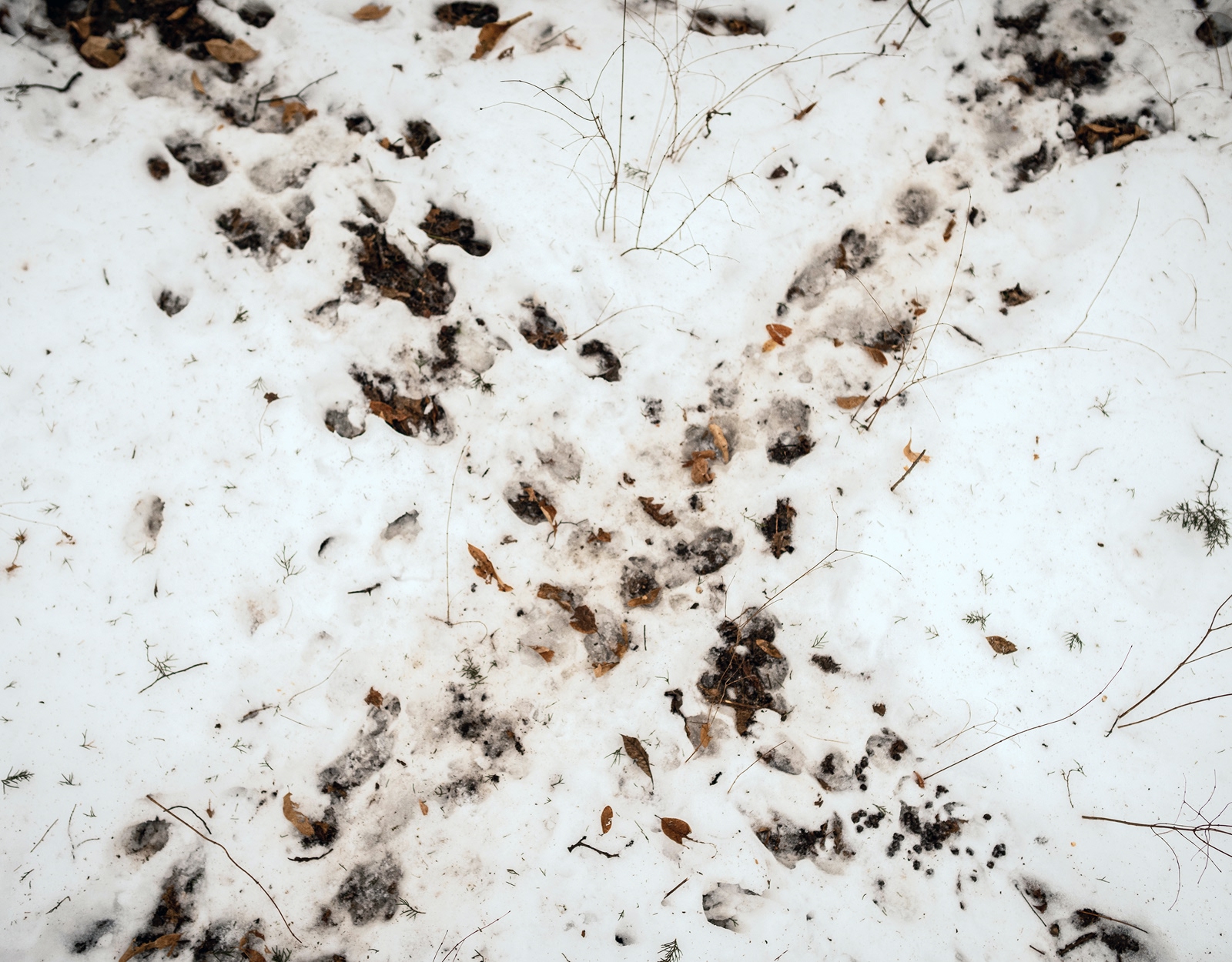 Deer tracks in snow.