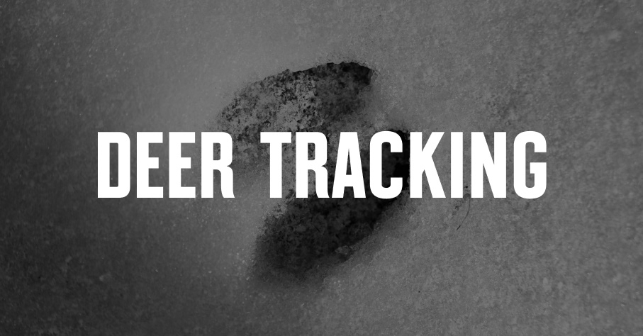 Deer tracks in snow.