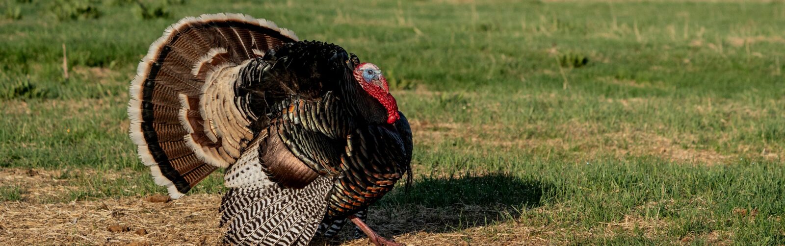 a large turkey in a field