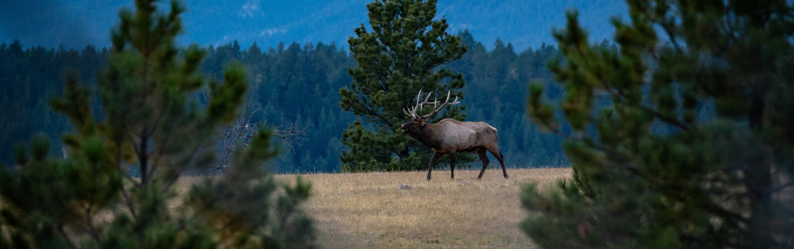 An elk in a field with pine trees