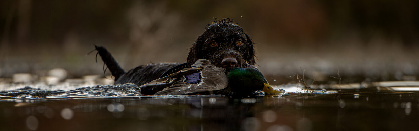 a black lab in water retrieving a downed duck 