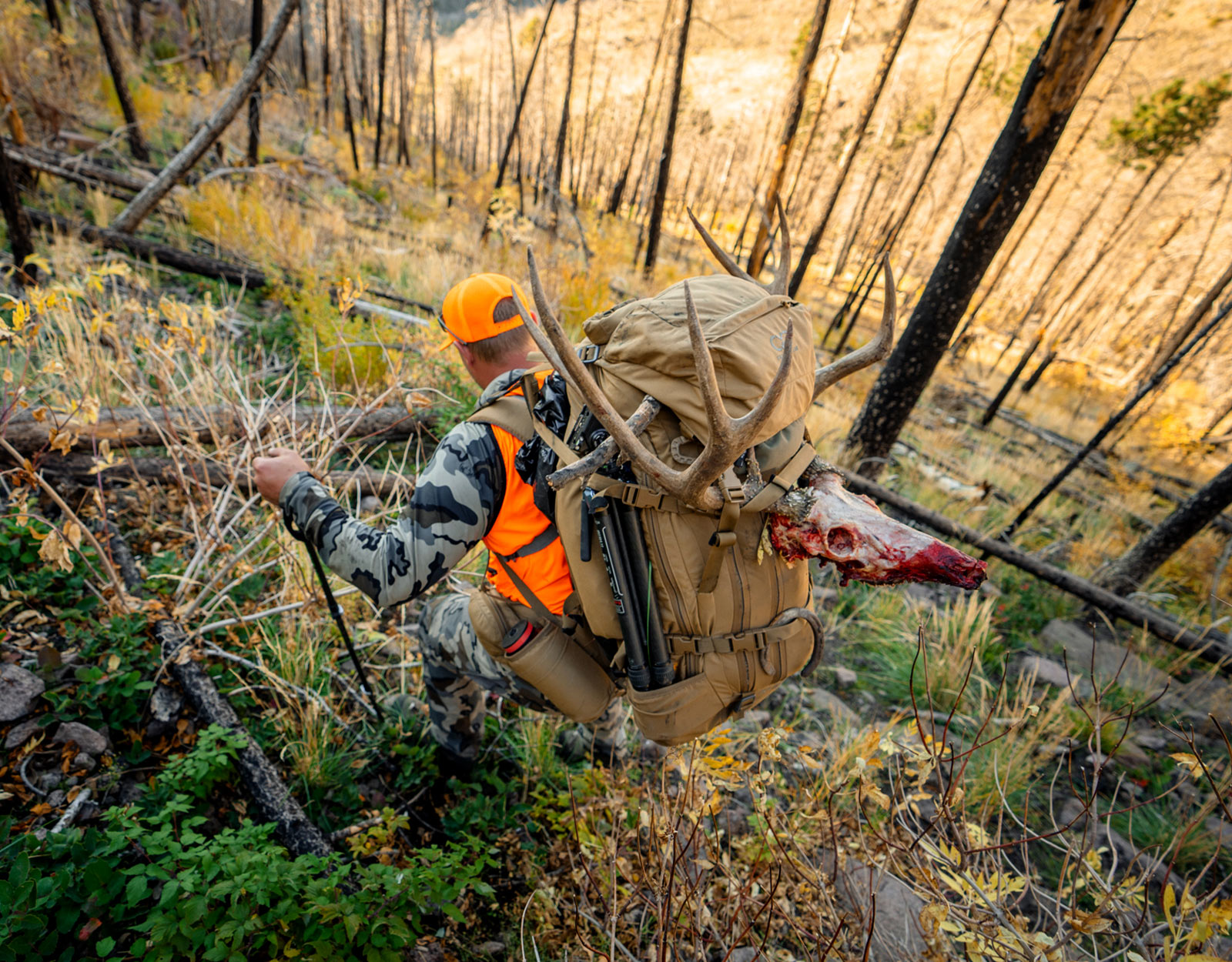 a hunter with a load hauling hunting backpack 