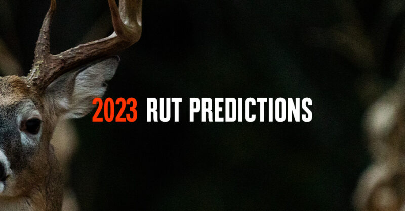 2023 rut predictions