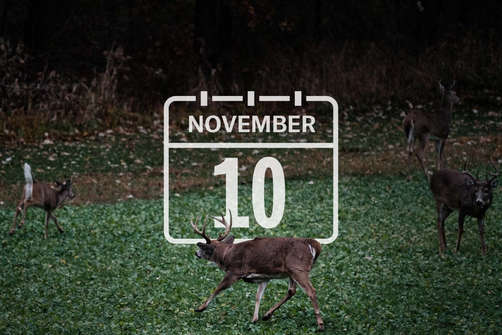 November 10 calendar date overlayed on an image of the whitetail deer rut