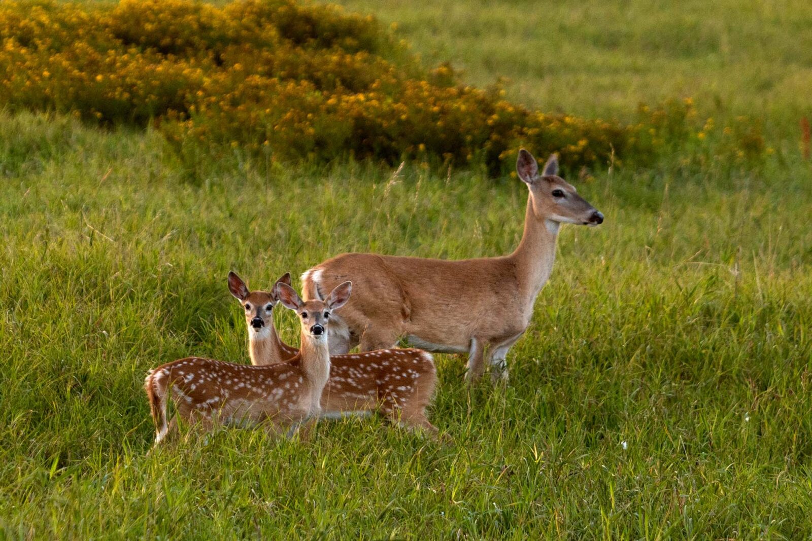 Female deer with two fawns in a grassy field