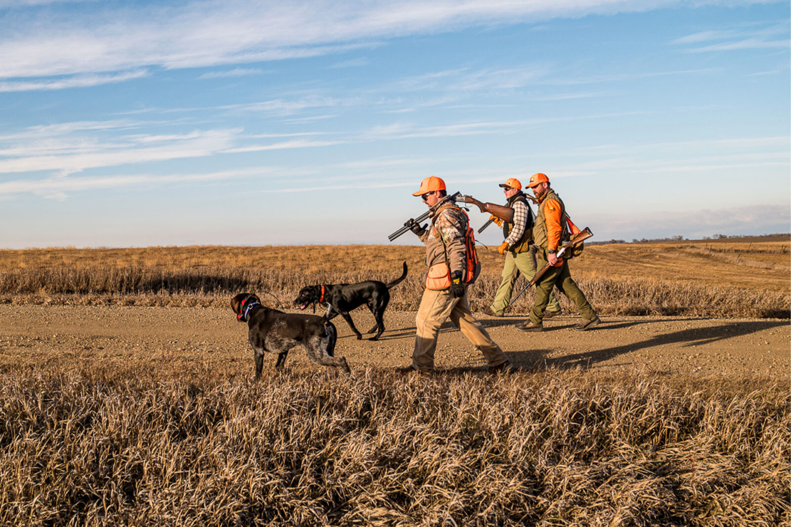 three hunters and 2 hunting dogs walking in a field 